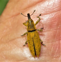 Gasteroclisus