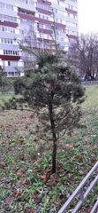 Pinus sylvestris