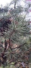 Pinus sylvestris