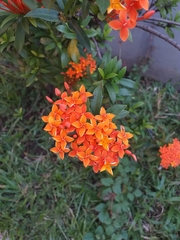 Ixora coccinea