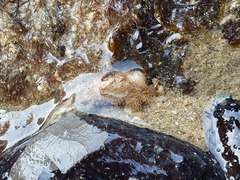 Pilumnus vespertilio