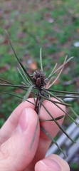 Pinus sylvestris