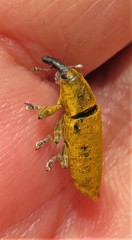 Gasteroclisus