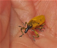 Gasteroclisus