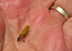 Gasteroclisus