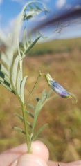 Vicia monantha