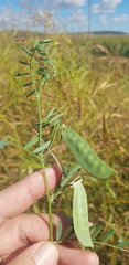 Vicia monantha