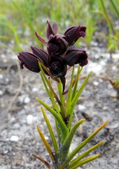 Eulophia ustulata