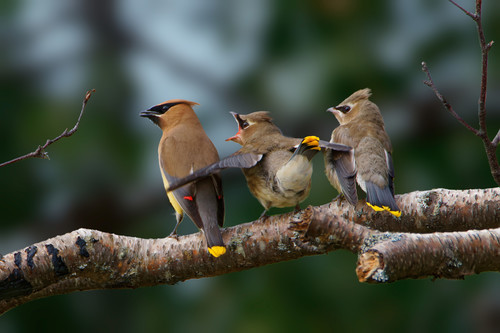 Cedar Waxwing (Bombycilla cedrorum)