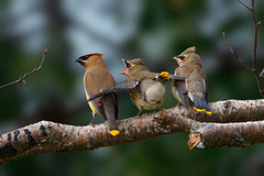 Cedar Waxwing photo 3