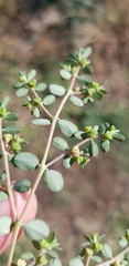 Euphorbia dallachyana