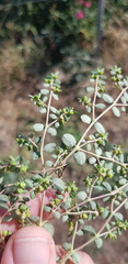 Euphorbia dallachyana
