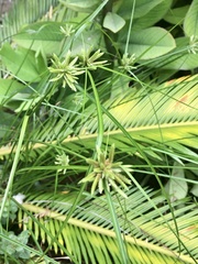 Cyperus incomtus