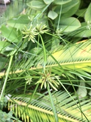 Cyperus incomtus