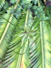 Cyperus incomtus