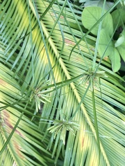 Cyperus incomtus