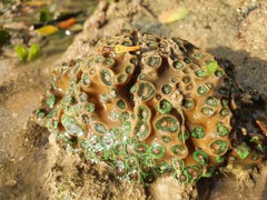 Duncanopsammia peltata