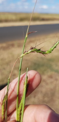 Dichanthium aristatum