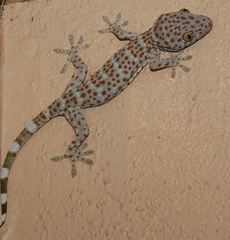 Gekko gecko