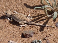 Phrynocephalus arabicus