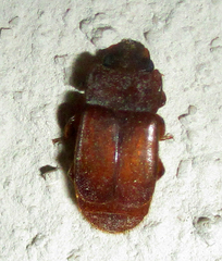 Ecnomaeus