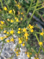 Senecio pubigerus