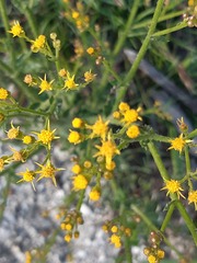 Senecio pubigerus