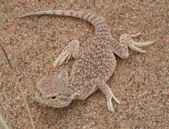 Phrynocephalus mystaceus