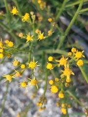 Senecio pubigerus