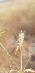Eryngium paludosum