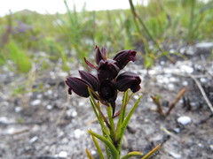 Eulophia ustulata