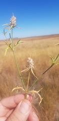 Eryngium paludosum
