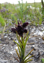 Eulophia ustulata