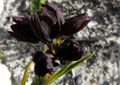 Eulophia ustulata