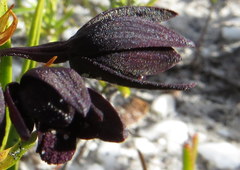 Eulophia ustulata