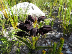 Eulophia ustulata