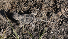 Phrynocephalus persicus