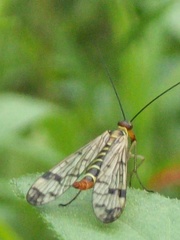 Panorpa cognata