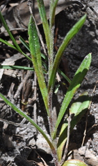 Senecio phelleus