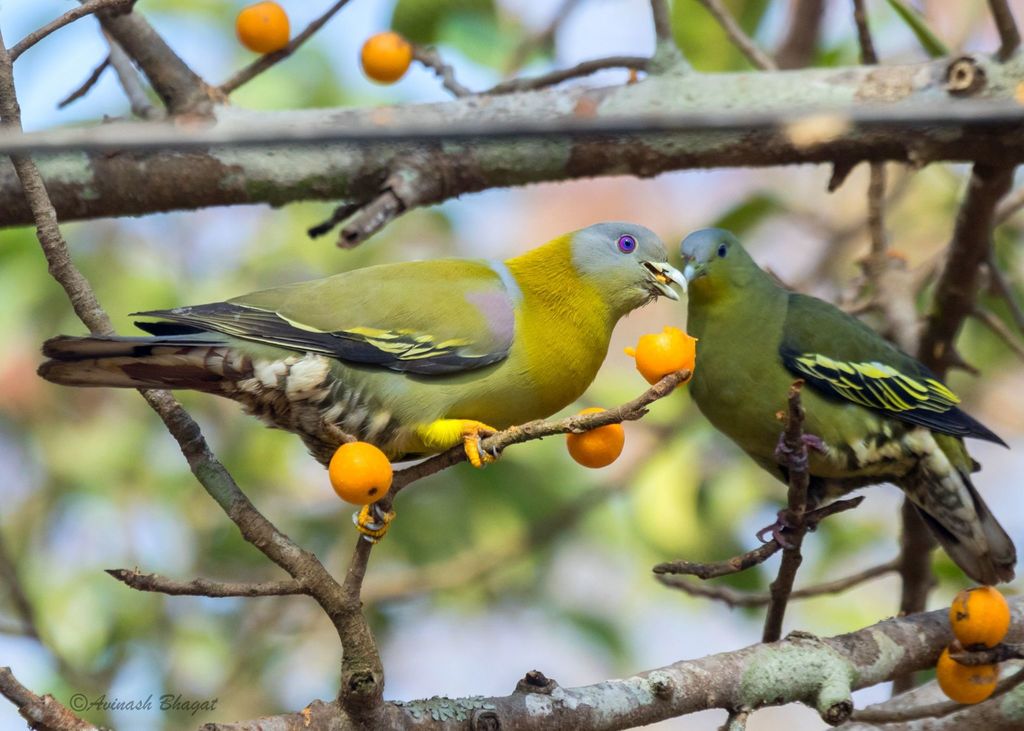 Yellow-footed Green-Pigeon photo