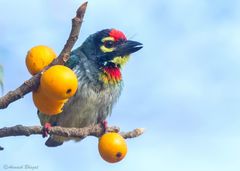 Psilopogon haemacephalus