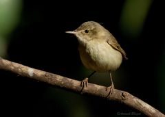 Acrocephalus dumetorum