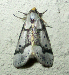 Schalidomitra ambages