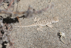 Phrynocephalus przewalskii