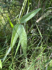Glycine microphylla