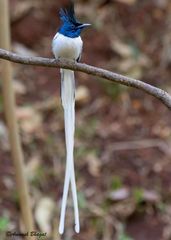 Terpsiphone paradisi