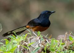 Copsychus malabaricus