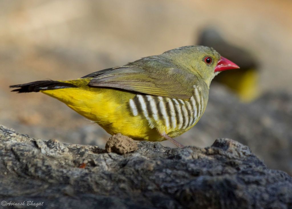 Green Avadavat