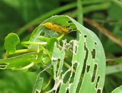 Gasteroclisus