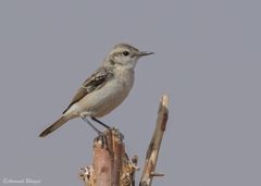 Saxicola macrorhynchus